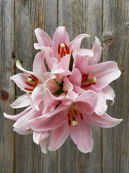  PINK ORIENTAL LILIES